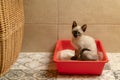 Housebroken siamese kitten sitting in cat`s toilet or kitty litter box Royalty Free Stock Photo