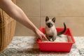 Housebroken siamese kitten sitting in cat`s toilet or kitty litter box