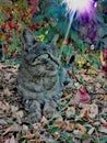 Housecat with colorful leaves under bush in dazzling rainbow sunlight