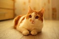 Housecat, lazily sitting on the floor Royalty Free Stock Photo