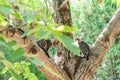 Housecats sitting on a tree on a sunny day