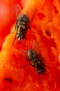 Houseflies feeding on rotten papaya meat