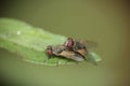 Houseflies mating macro photography environmental nikon Royalty Free Stock Photo