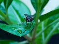 Houseflies seat on the leaf Royalty Free Stock Photo