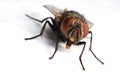 Housefly