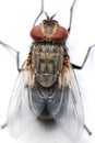 Housefly Royalty Free Stock Photo