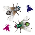 Housefly