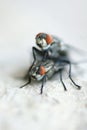 Housefly Royalty Free Stock Photo