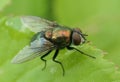 Housefly