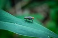 housefly or blue bottle fly that perched on leaves and tree trunks in a park Royalty Free Stock Photo