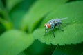 housefly or blue bottle fly that perched on leaves and tree trunks in a park Royalty Free Stock Photo