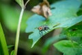 housefly or blue bottle fly that perched on leaves and tree trunks in a park Royalty Free Stock Photo