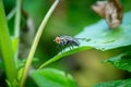 housefly or blue bottle fly that perched on leaves and tree trunks in a park Royalty Free Stock Photo