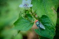 housefly or blue bottle fly that perched on leaves and tree trunks in a park Royalty Free Stock Photo