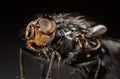 Housefly close-up. Royalty Free Stock Photo