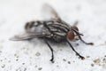 Housefly, close up macro shot of a fly Royalty Free Stock Photo