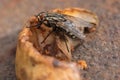 Housefly, close up macro shot of a fly Royalty Free Stock Photo