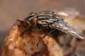 Housefly, close up macro shot of a fly Royalty Free Stock Photo