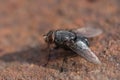 Housefly, close up macro shot of a fly Royalty Free Stock Photo