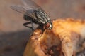 Housefly, close up macro shot of a fly Royalty Free Stock Photo