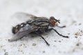 Housefly, close up macro shot of a fly Royalty Free Stock Photo