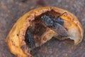 Housefly, close up macro shot of a fly Royalty Free Stock Photo