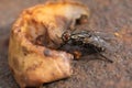 Housefly, close up macro shot of a fly Royalty Free Stock Photo