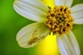 Housefly closeup - Housefly sitting on a pretty white and yellow flower isolated on green background sun light Royalty Free Stock Photo