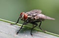 Housefly