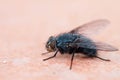 Housefly with crumbs on worksurface Royalty Free Stock Photo