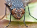 Housefly detailed close up