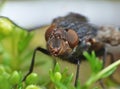 Housefly detailed close up