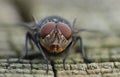 Housefly detailed close up