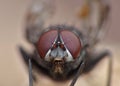 Housefly detailed close up