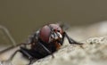 Housefly detailed close up