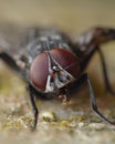 Housefly detailed close up