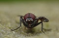 Housefly detailed close up