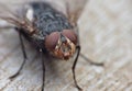 Housefly detailed close up
