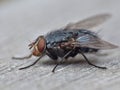 Housefly detailed close up