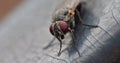 Housefly detailed close up