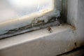 Housefly on the dirty glass window