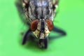 Housefly or domestic fly Musca domestica with two large compound eyes extreme macro close up photo Royalty Free Stock Photo