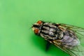 Housefly or domestic fly Musca domestica with two large compound eyes extreme macro close up photo Royalty Free Stock Photo