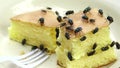 Housefly eating bakery