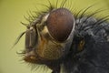 Housefly in extreme macro Royalty Free Stock Photo