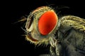 Housefly face extreme macro photography Royalty Free Stock Photo