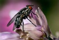 Housefly feeding from flower in garden. Blowfly family.