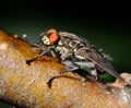 Housefly feeding from flower in garden. Blowfly family.