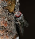 Housefly feeding from sap in garden. Blowfly family.