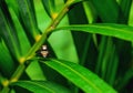 housefly Royalty Free Stock Photo